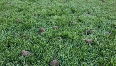 Healthy Boise, ID lawn recovering after professional aeration showing greener, thicker post-treatment grass